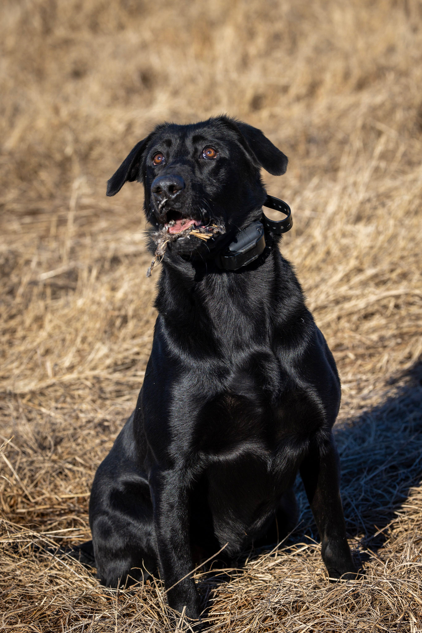 HRCH Cumberland River Sting Like A Bee QAA | Black Labrador Retriver