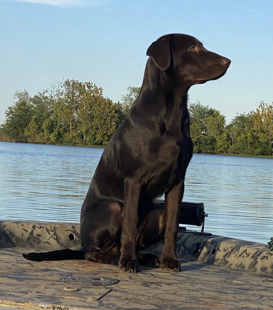 BSR Little Red Fern | Chocolate Labrador Retriver