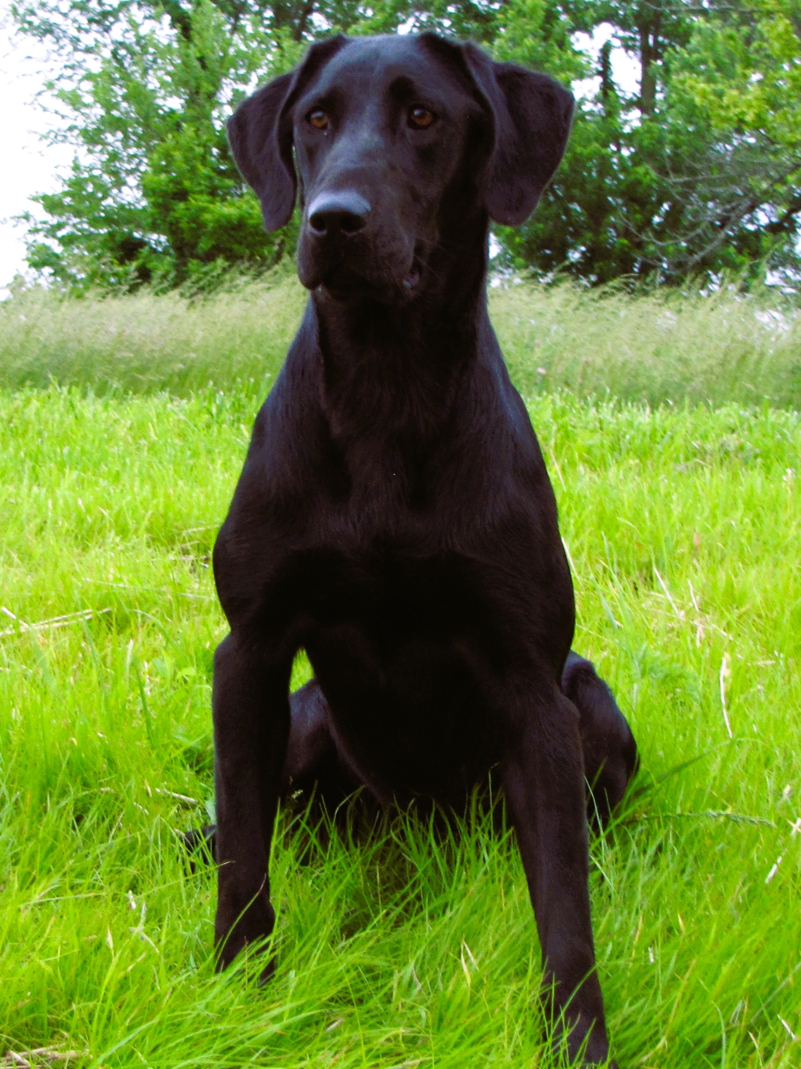 HRCH Brush Creek Prize Bachelorette | Black Labrador Retriver