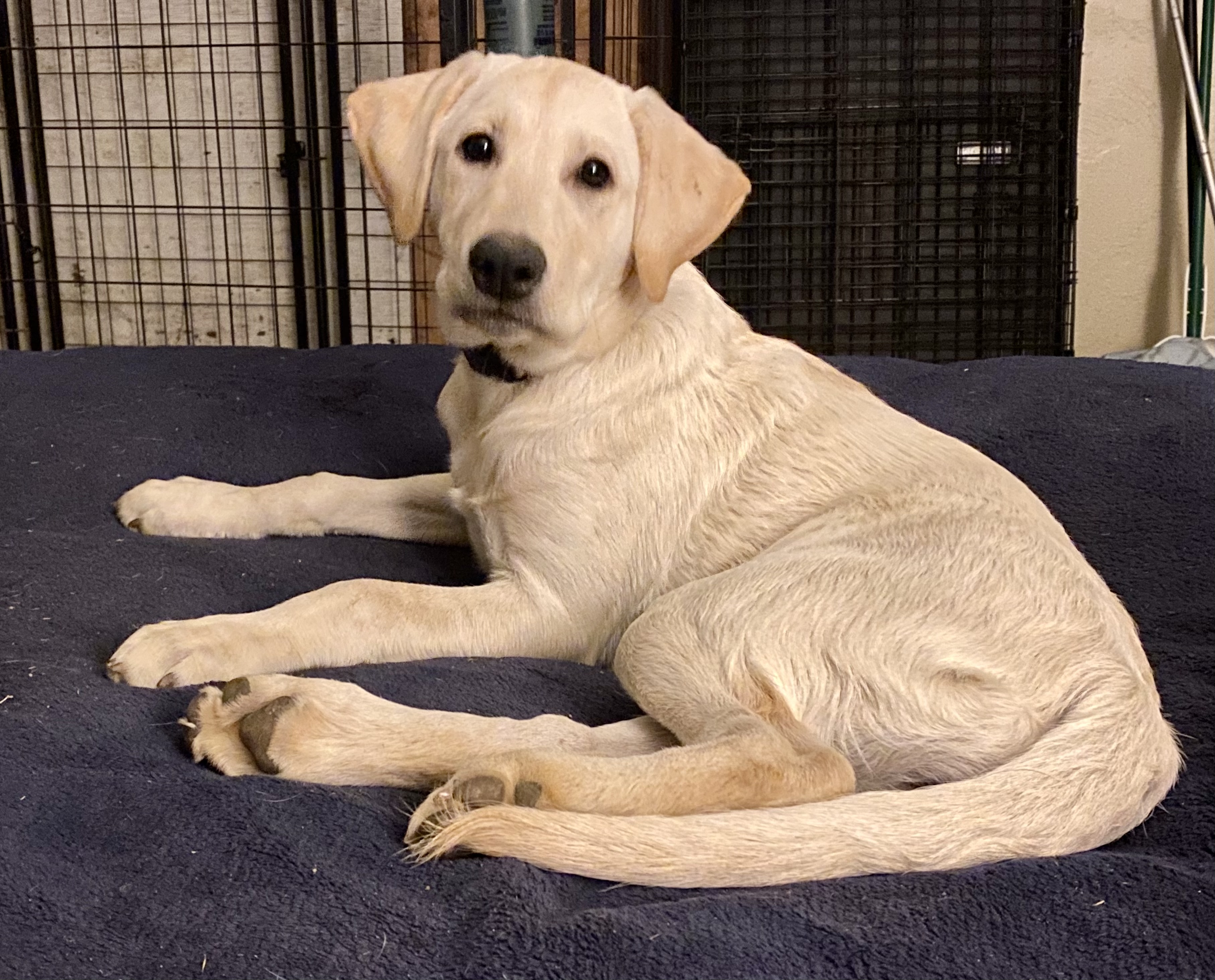 Hunter’s Moon Gruden’s Luna Sofia Of Grace | Yellow Labrador Retriver