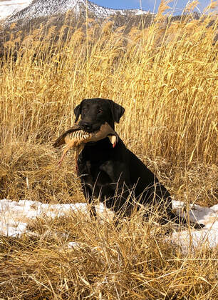 HRCH Brookside's River Of The Black Canyon | Black Labrador Retriver