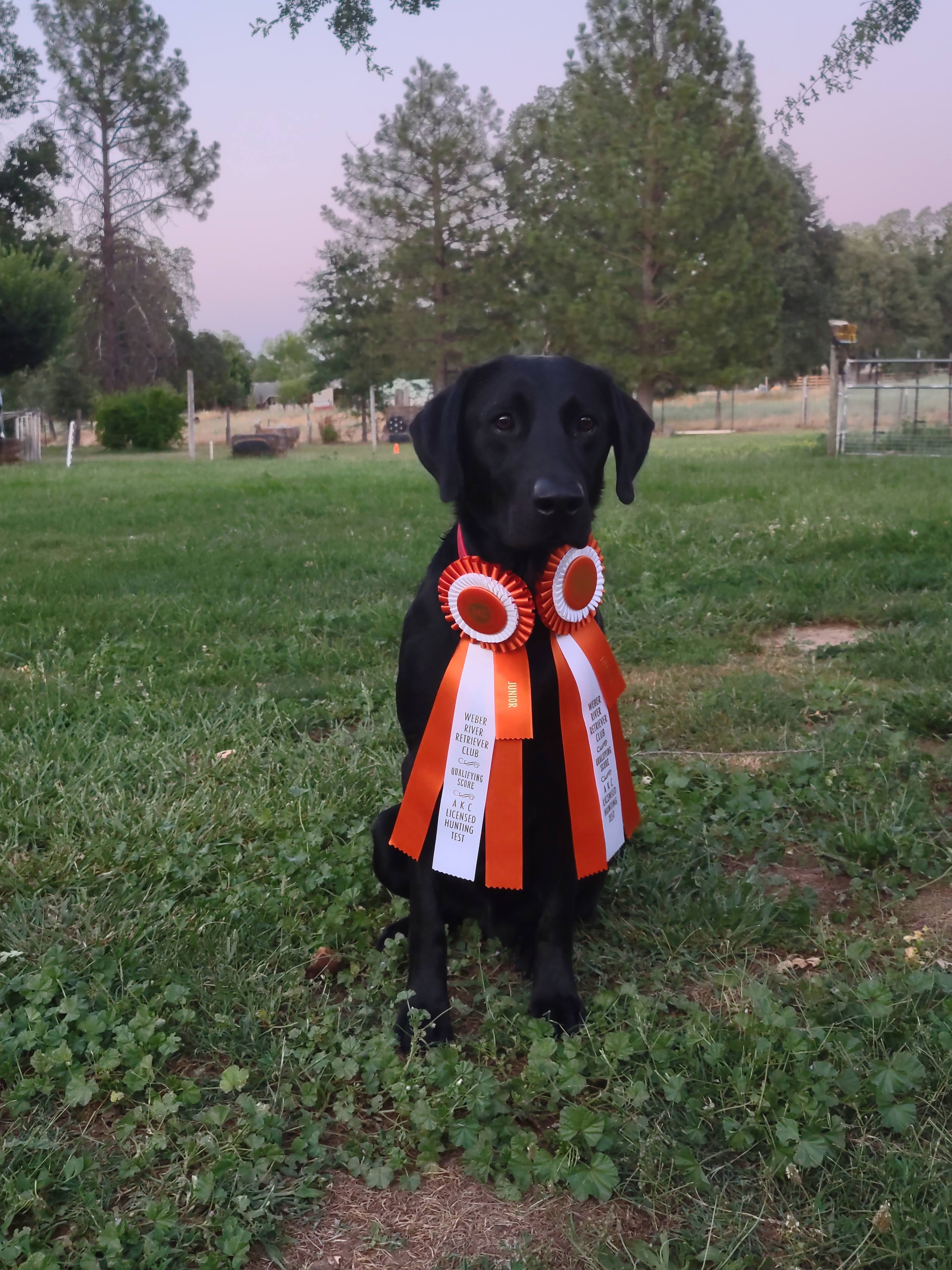 SHR Junior's A Rascal Itchin To Go JH | Black Labrador Retriver