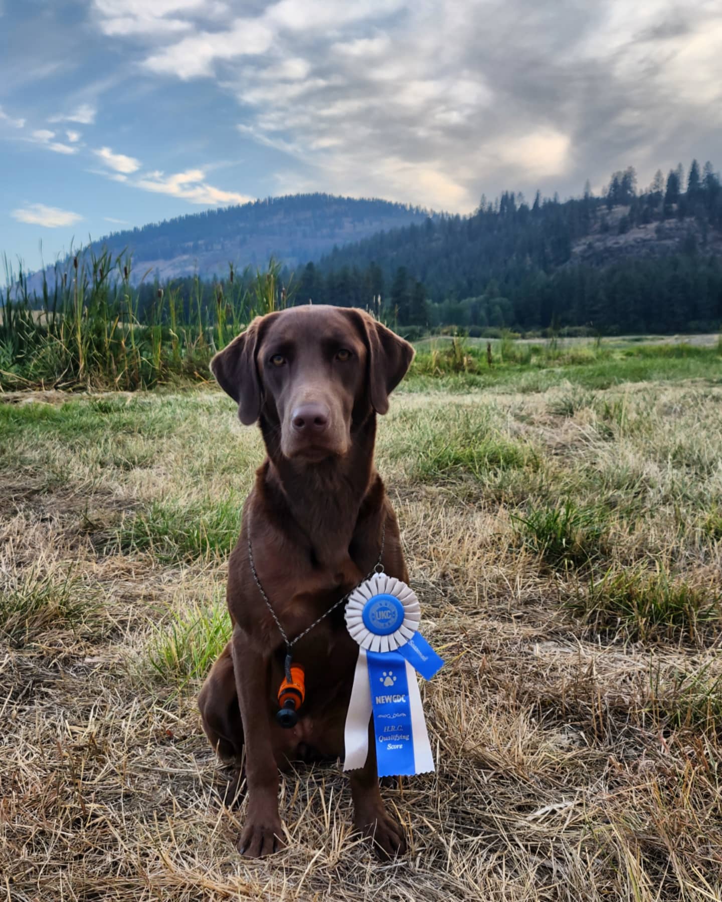 HR Crawford's Mighty In Battle Of Bug JH | Chocolate Labrador Retriver