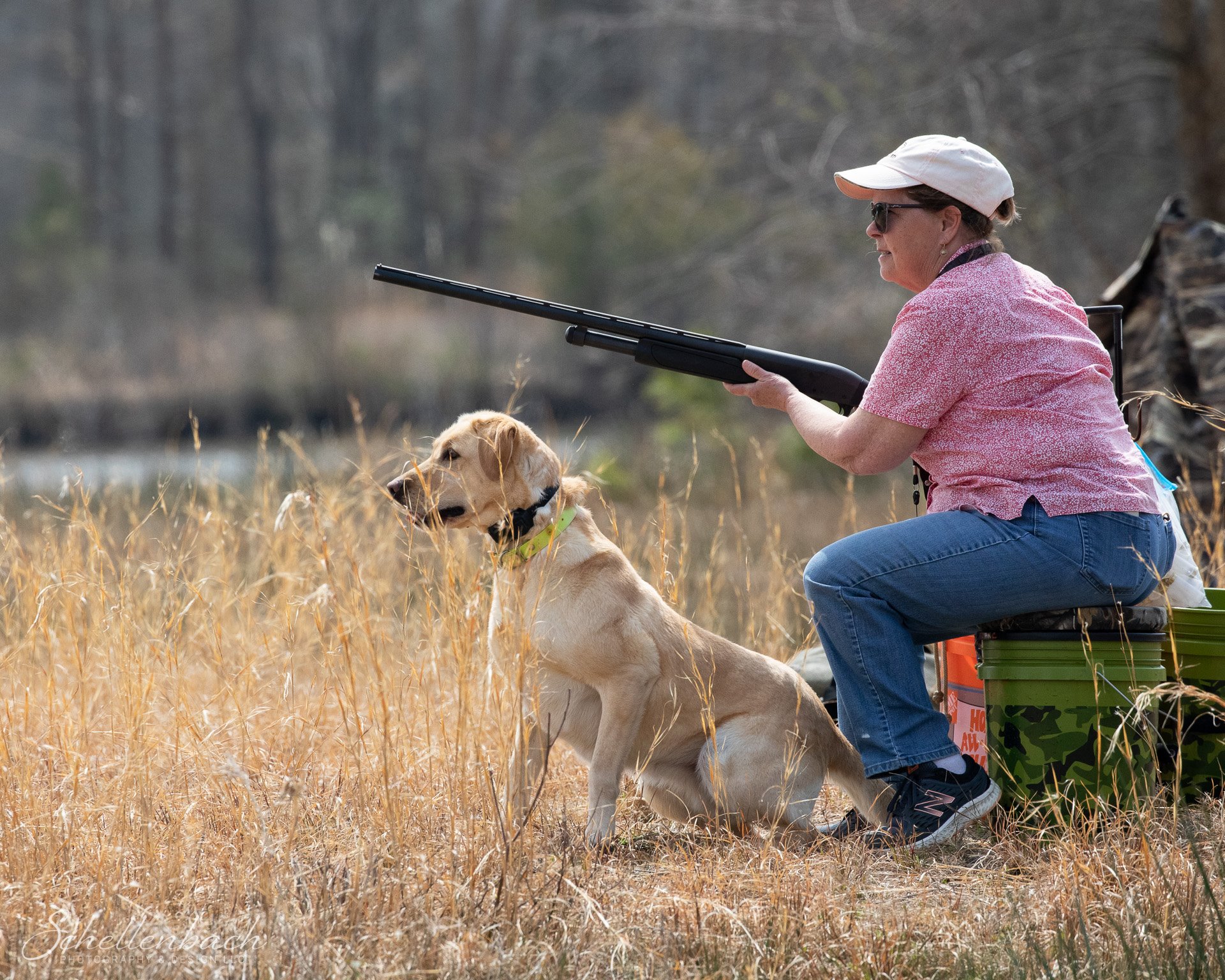 Amber Run Cool To The Line | Yellow Labrador Retriver