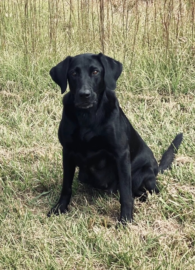 Rock N Roll Sweet Baby - Sugar JH | Black Labrador Retriver