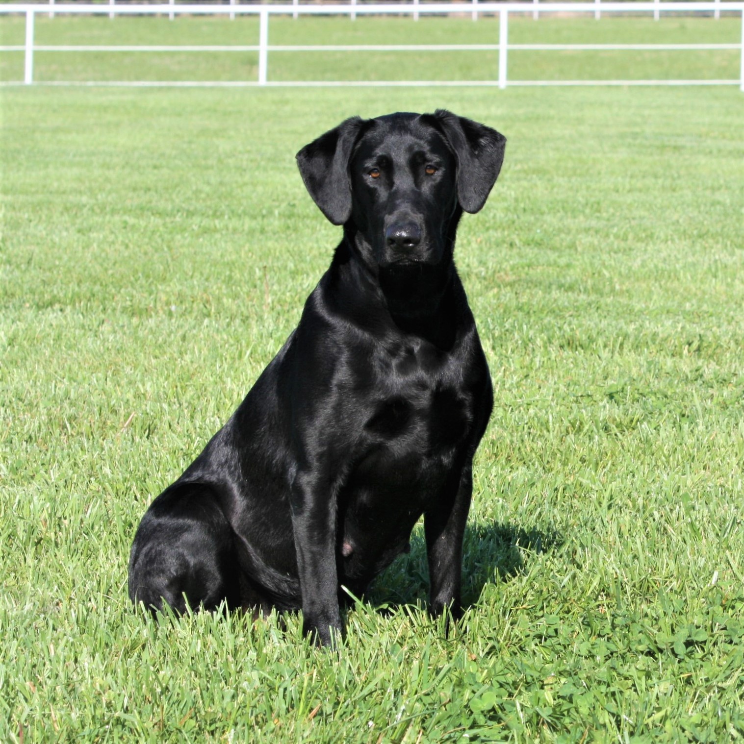 HRCH Beantown's Downtown Frequent Flyer MH | Black Labrador Retriver