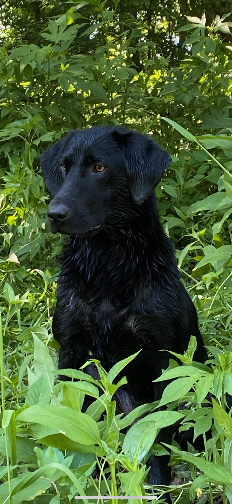 Maxxs All Over Again | Black Labrador Retriver