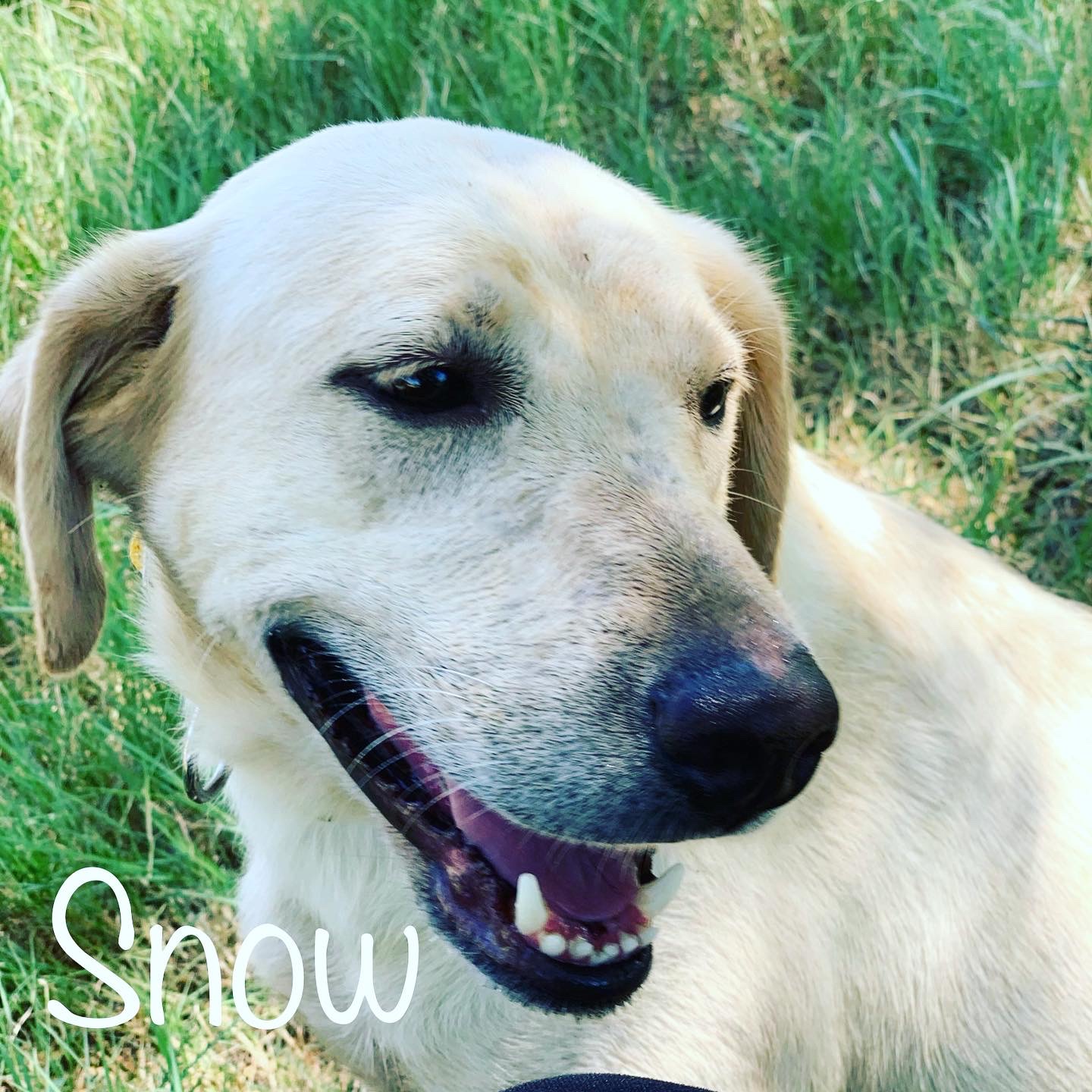 Covey Ridge Snowy Misty Morning | Yellow Labrador Retriver