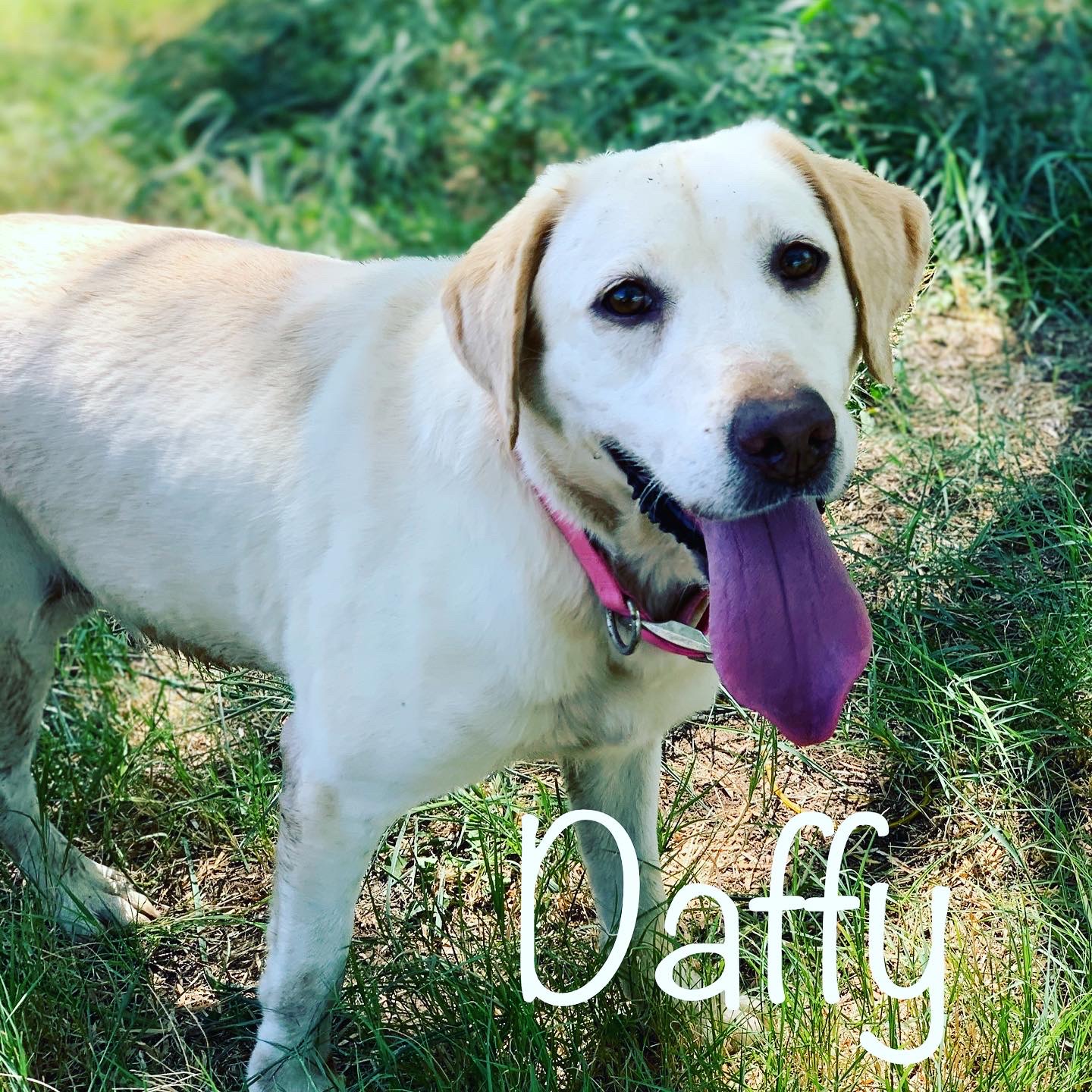 Cross G's Plains Drifting Daffy | Yellow Labrador Retriver