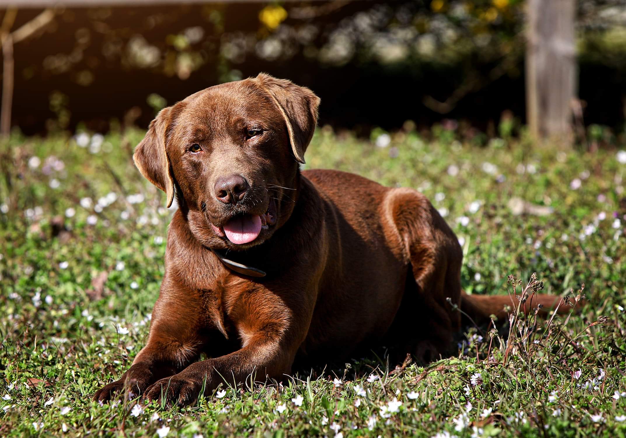 Key's Zydeco Beauregard | Chocolate Labrador Retriver