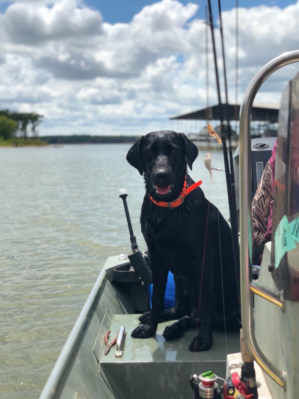 Wild Games Roux's Midnight Yell CGC | Black Labrador Retriver