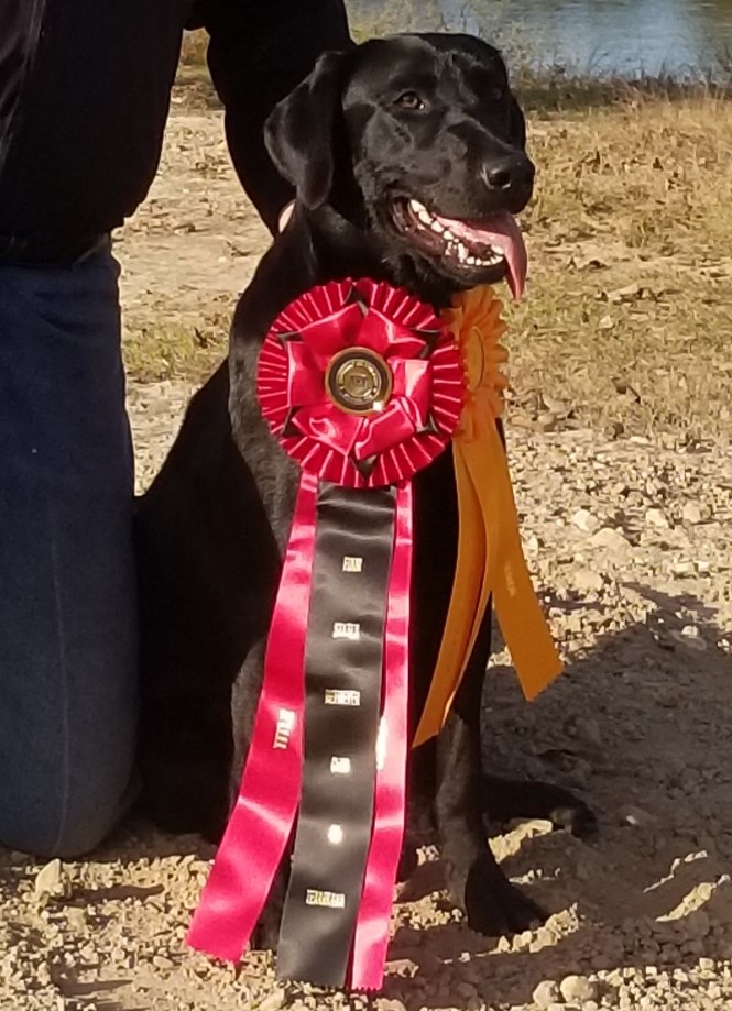 Wild Games Aggie Cadet MH | Black Labrador Retriver