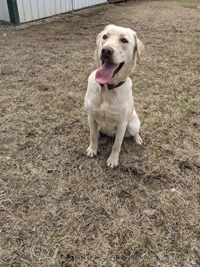 HR Tatum Creek's Semper FiDo Ruby | Yellow Labrador Retriver