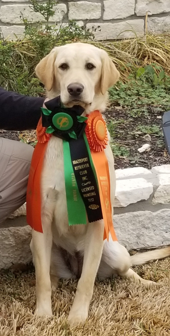 Wild Games 42 At The Chicken JH | Yellow Labrador Retriver