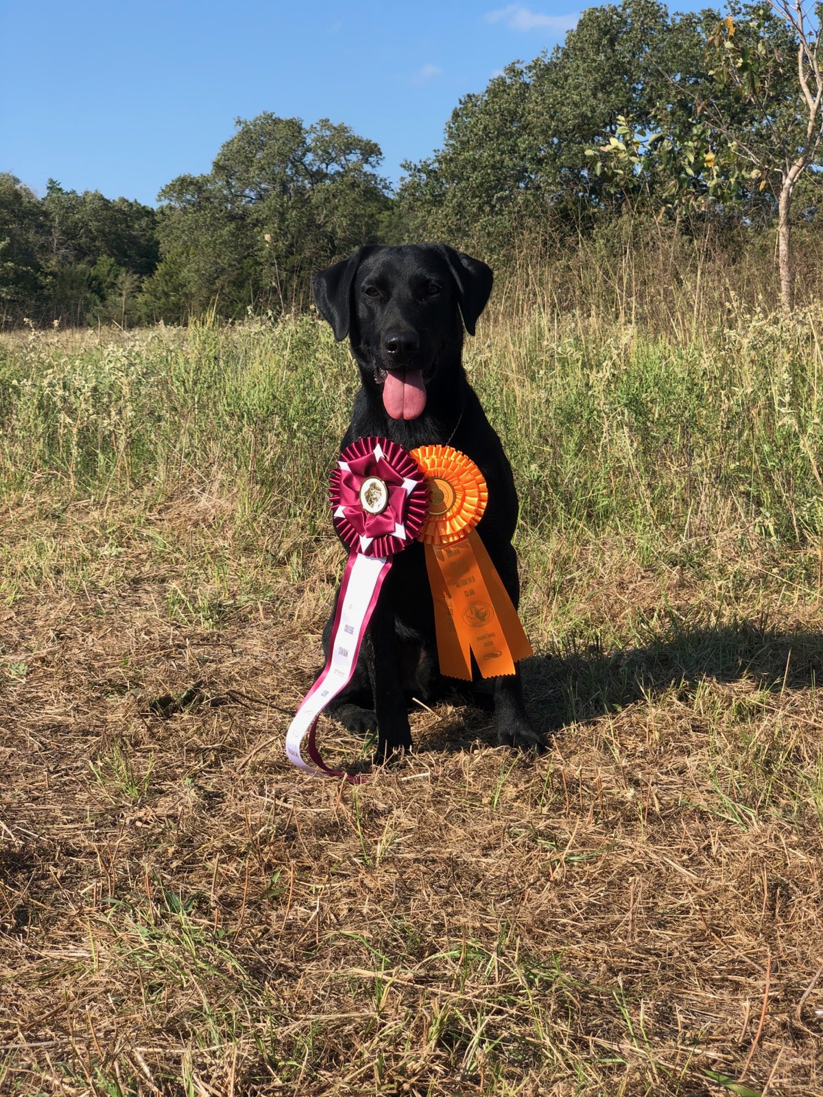 Wild Games' Grizzly's Road Trip To Glory SH | Black Labrador Retriver