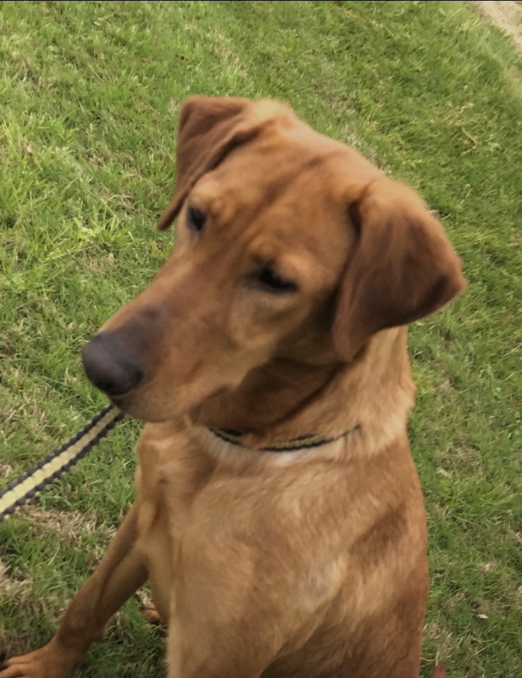 Prairie States Quack Smuggler | Yellow Labrador Retriver