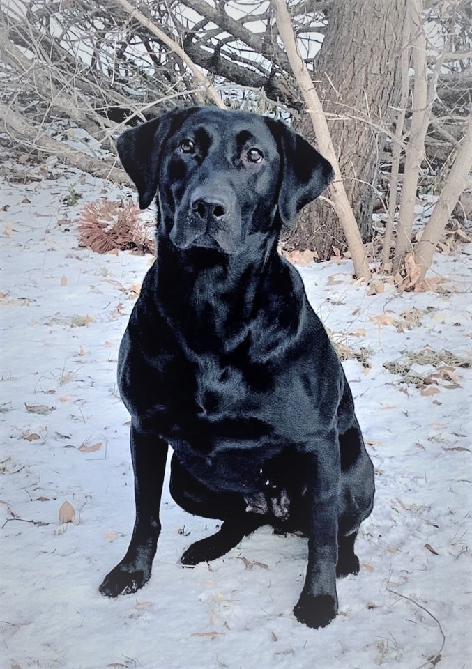 Razor's 2nd Chance | Black Labrador Retriver