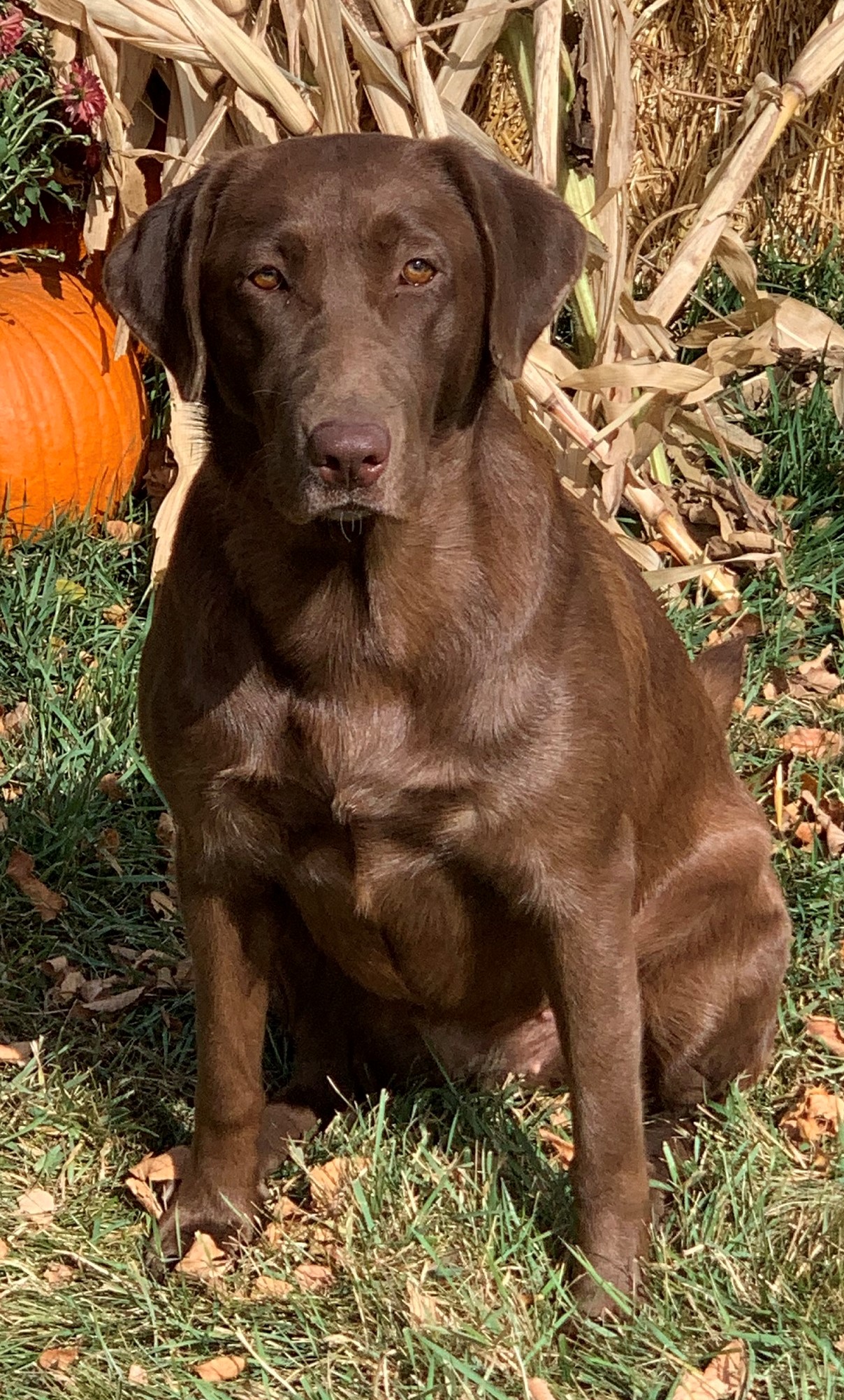 Tiger Lily’s Thunder Storm SHR | Chocolate Labrador Retriver