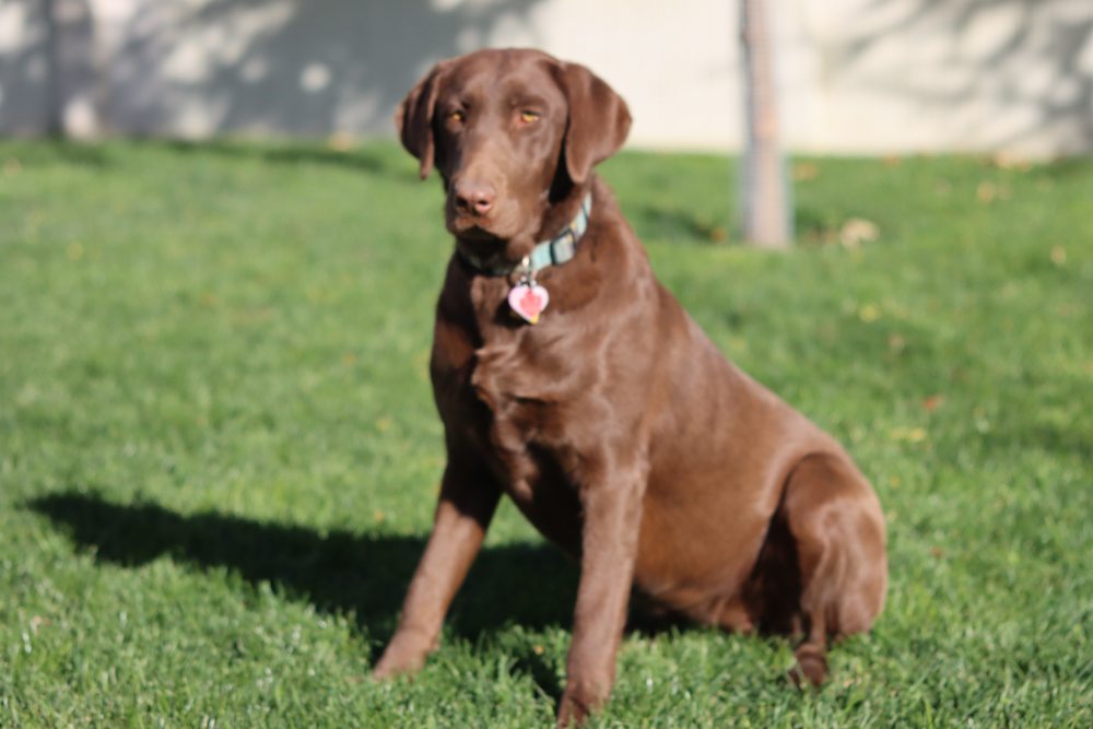 Rey The Water Lilly | Chocolate Labrador Retriver