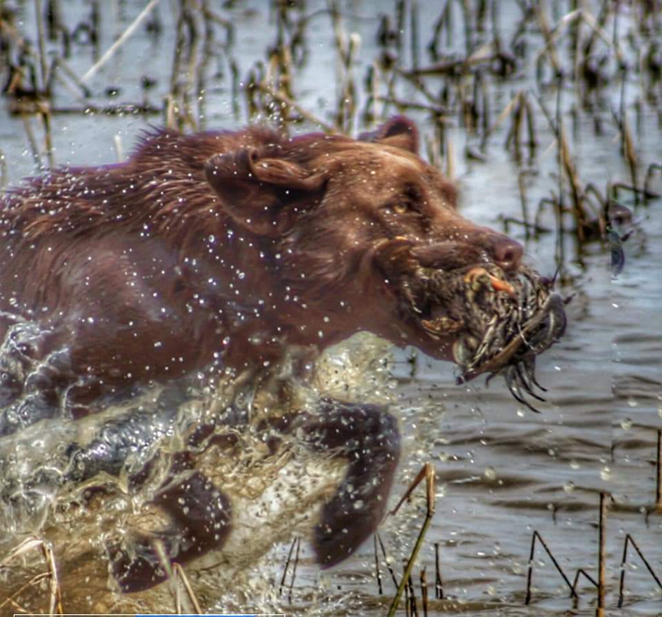 HRCH Trigger's Happy Drax Johnson | Chocolate Labrador Retriver