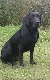 GB FTCH IR FTCH  Miller Mcduff | Black Labrador Retriver