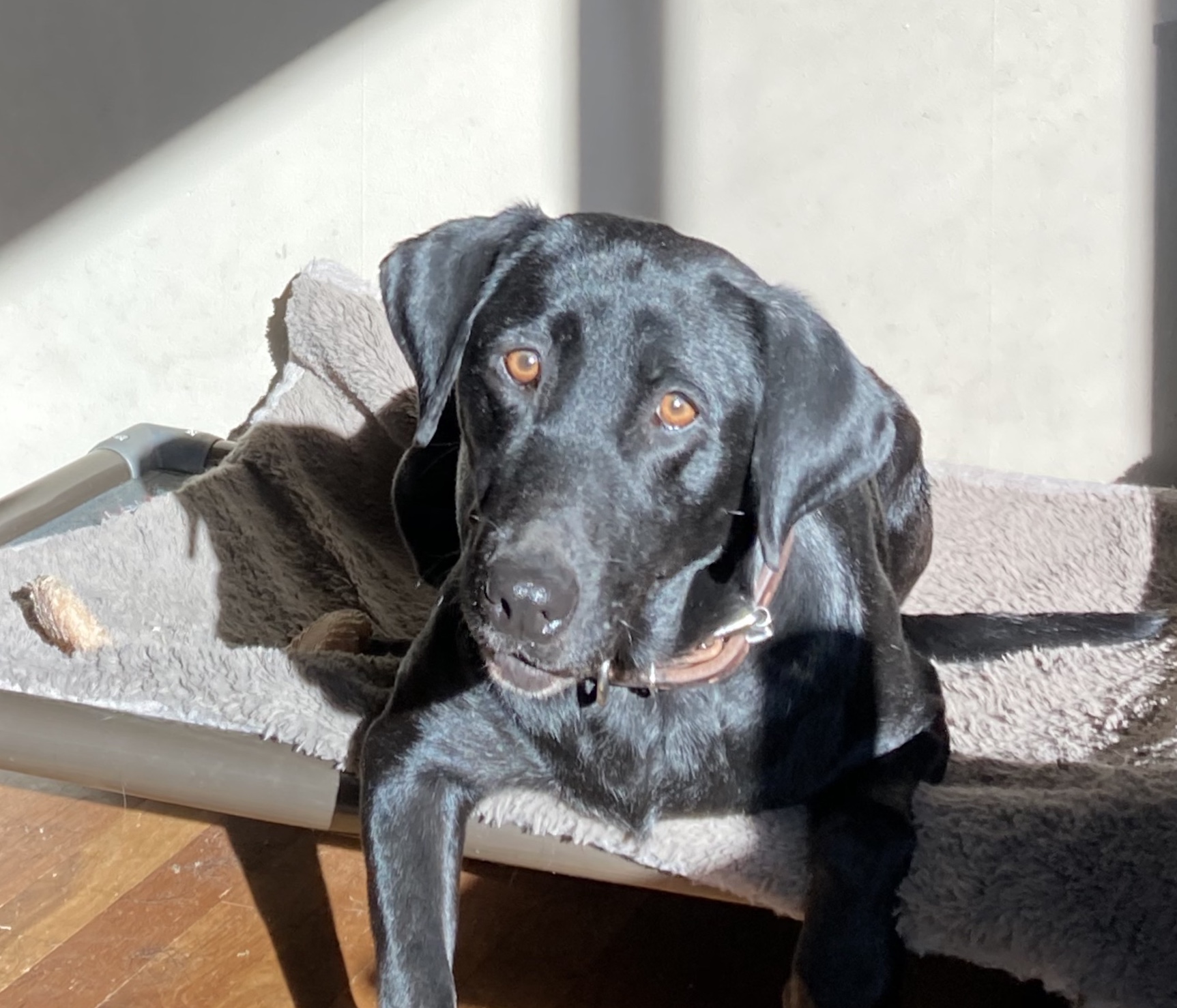 Ford's Crazy Horse | Black Labrador Retriver