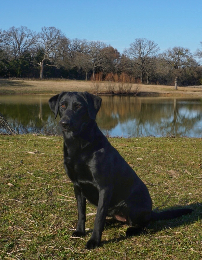 SHR The Babe With The Power | Black Labrador Retriver