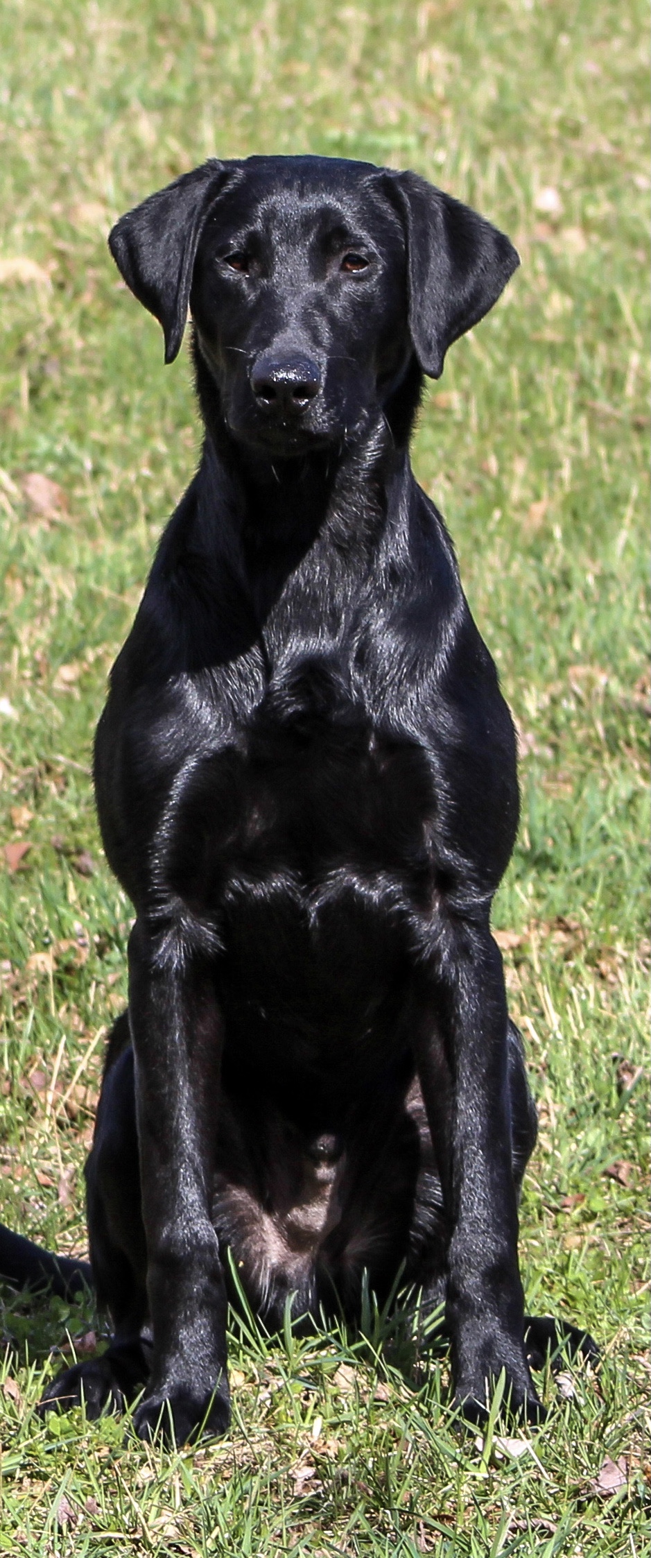 Big Rivers Son of Anarchy JH | Black Labrador Retriver