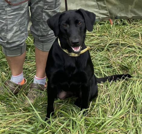 Gypsy Miracles One Tuff Shot JH | Black Labrador Retriver