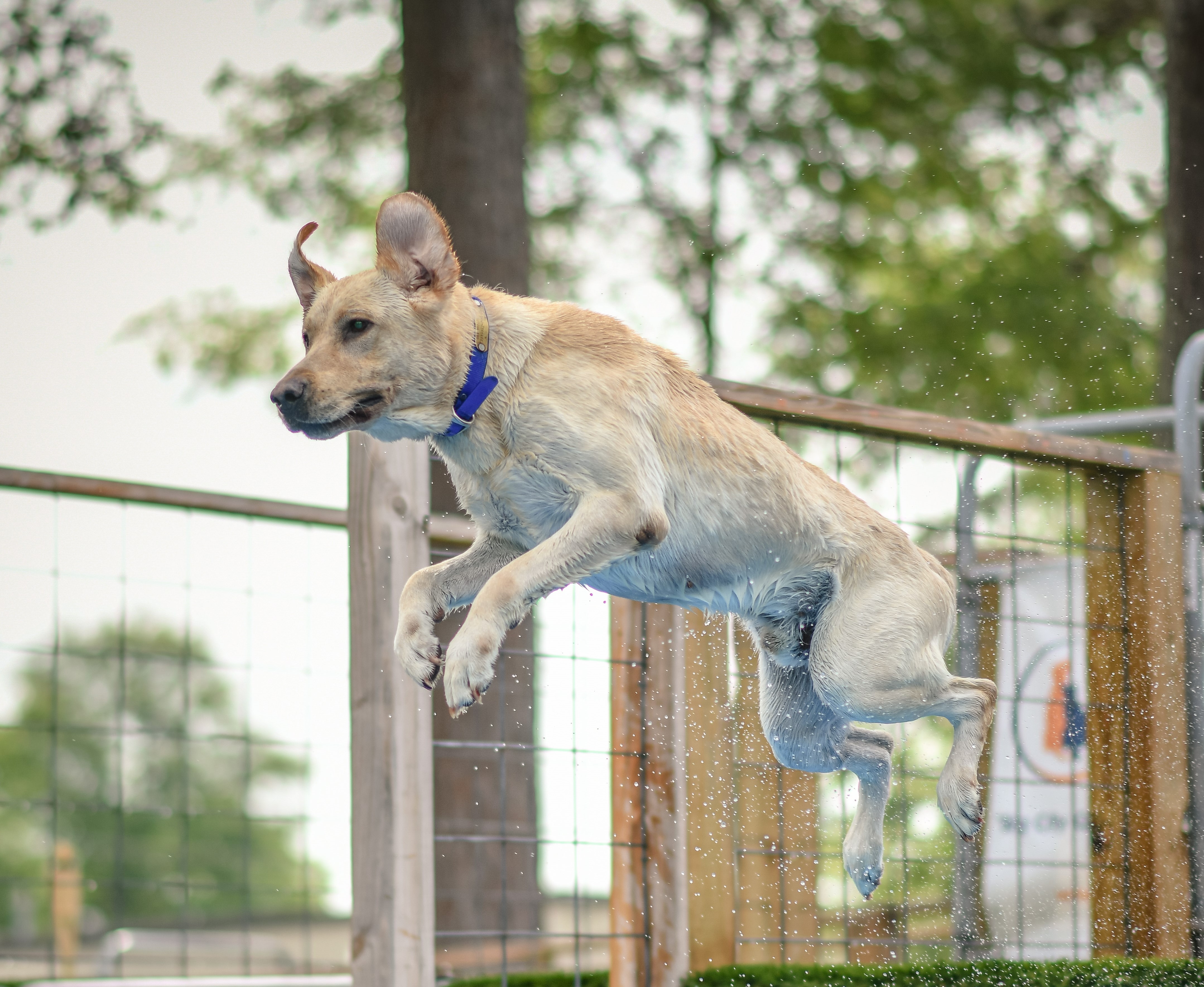 Riverbends I Walk The Line DS | Yellow Labrador Retriver