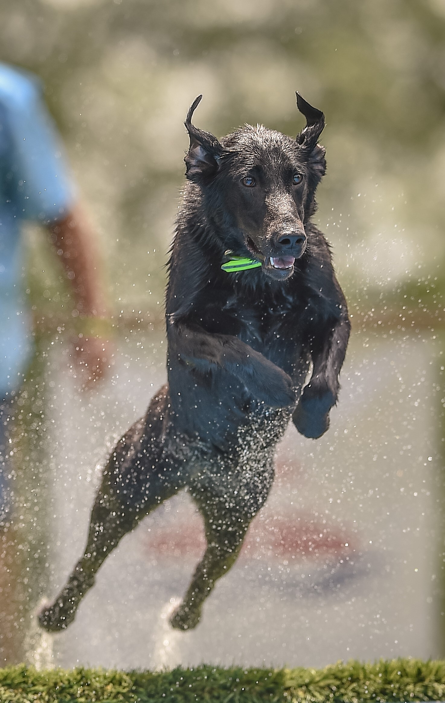 Riverbends Little Delta Church DS | Black Labrador Retriver