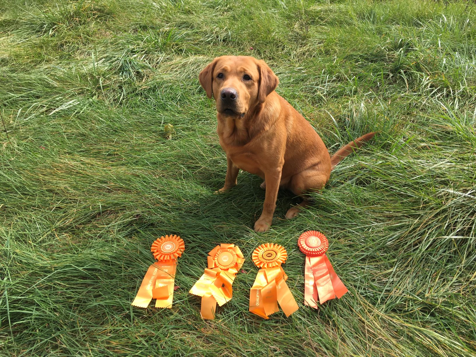 Ironcreek Sir Sulleth Of Torgs JH | Yellow Labrador Retriver