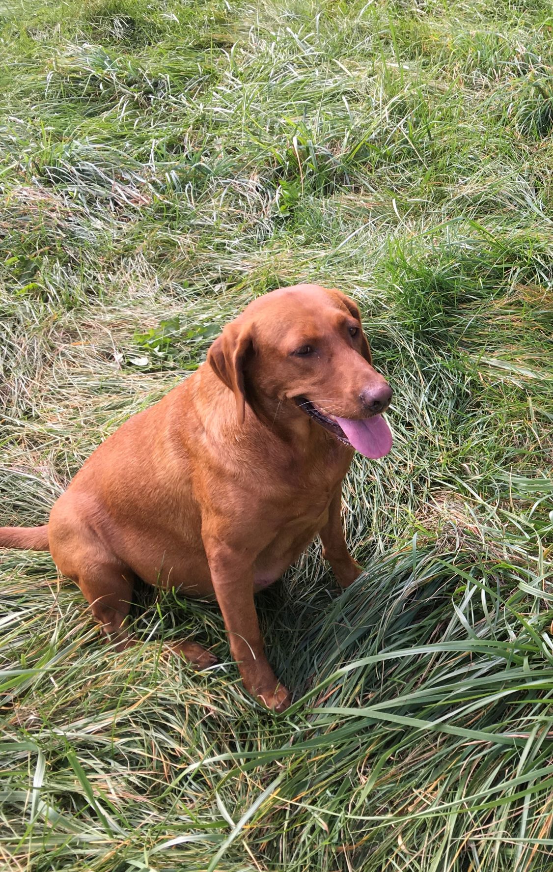 Ironcreek Red Hot Ember | Yellow Labrador Retriver