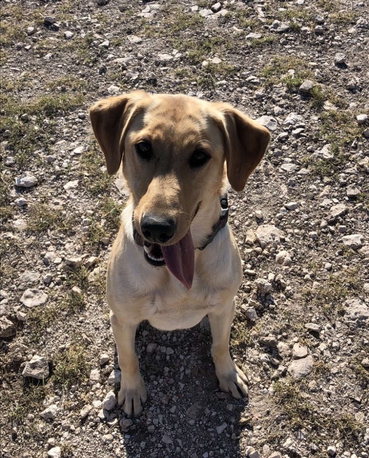 Double J's Thunderstruck | Yellow Labrador Retriver