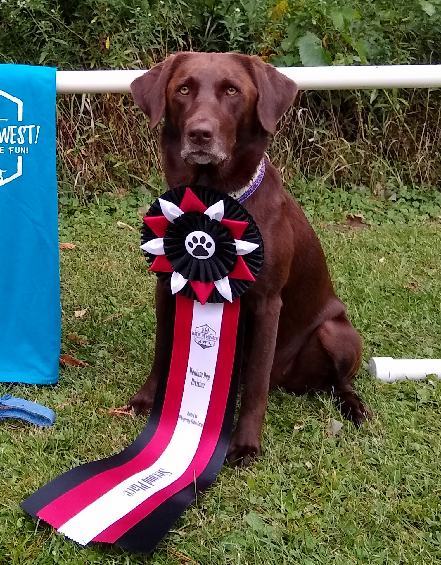 Lazy M Kentucky In May DE AM NA NAJ C-ATCH3 | Chocolate Labrador Retriver