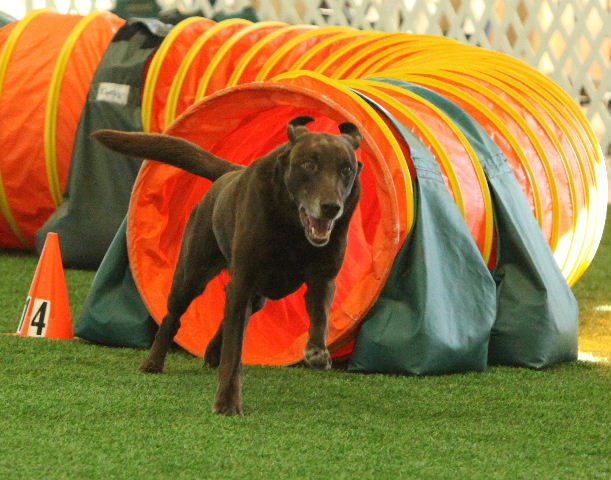 Stony Point's Pioneer CATCH11 CSATCH8 NA NAJ NF PDII OAC | Chocolate Labrador Retriver