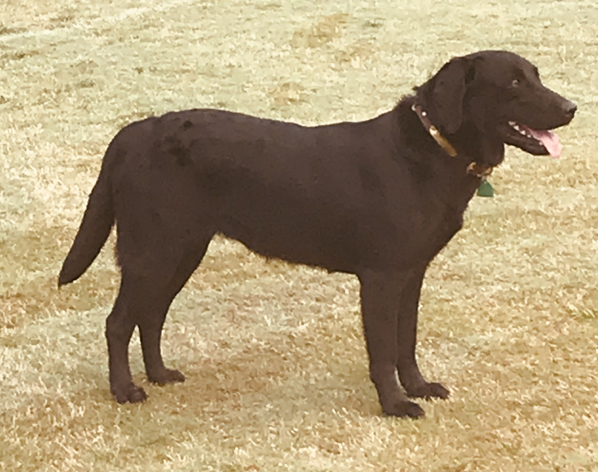 Three Oaks Midnight Storm | Black Labrador Retriver