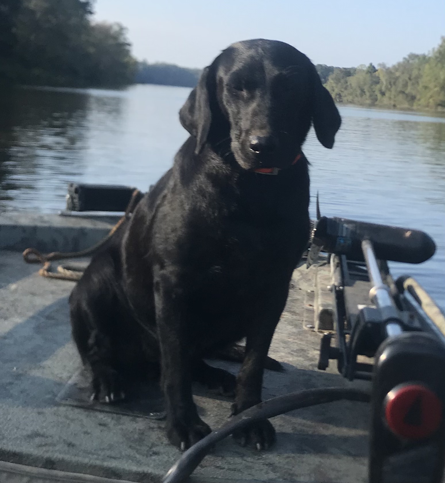 Watermarks Midnight Morgan | Black Labrador Retriver