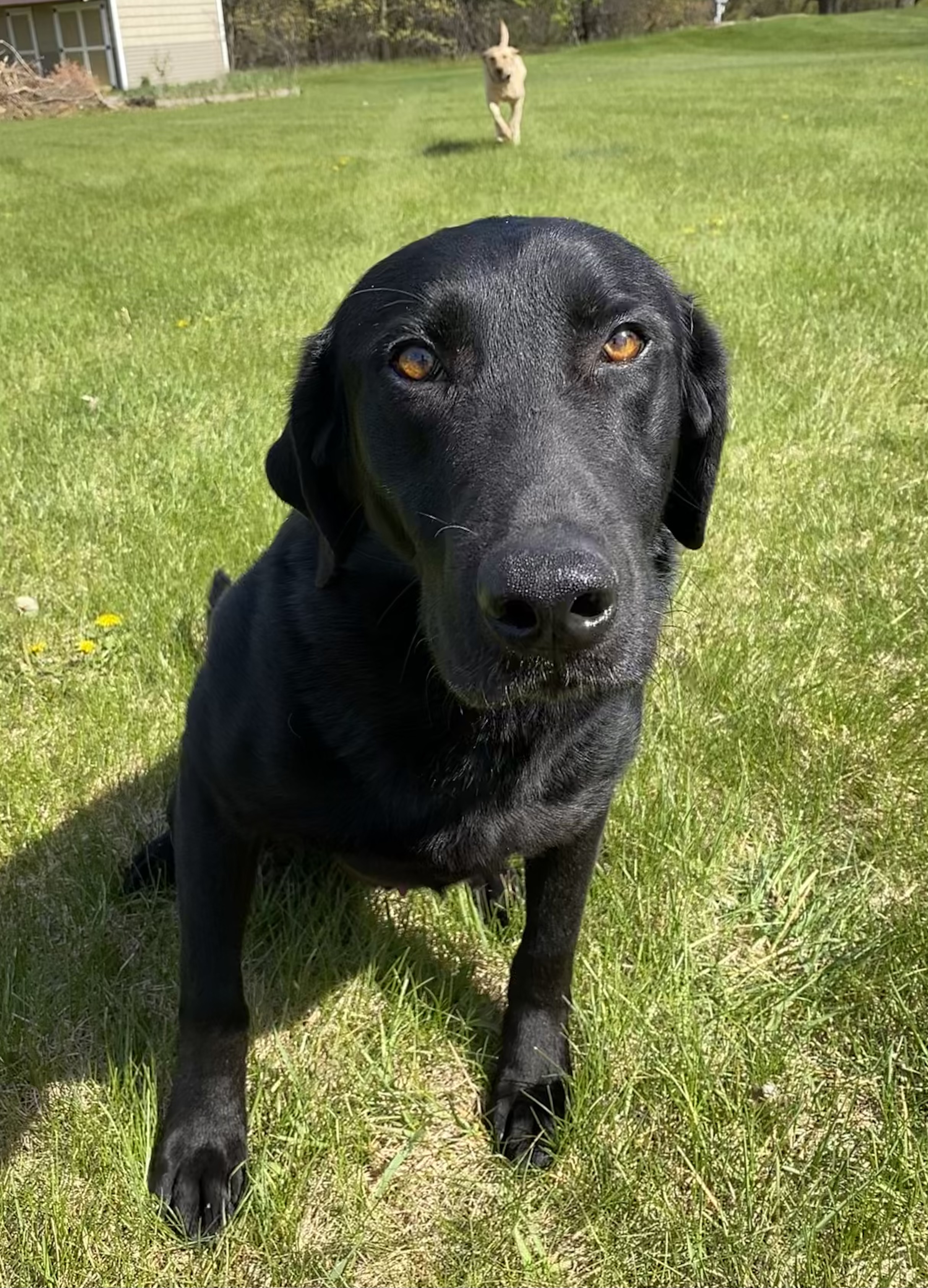 Ty's Heavy Firepower | Black Labrador Retriver