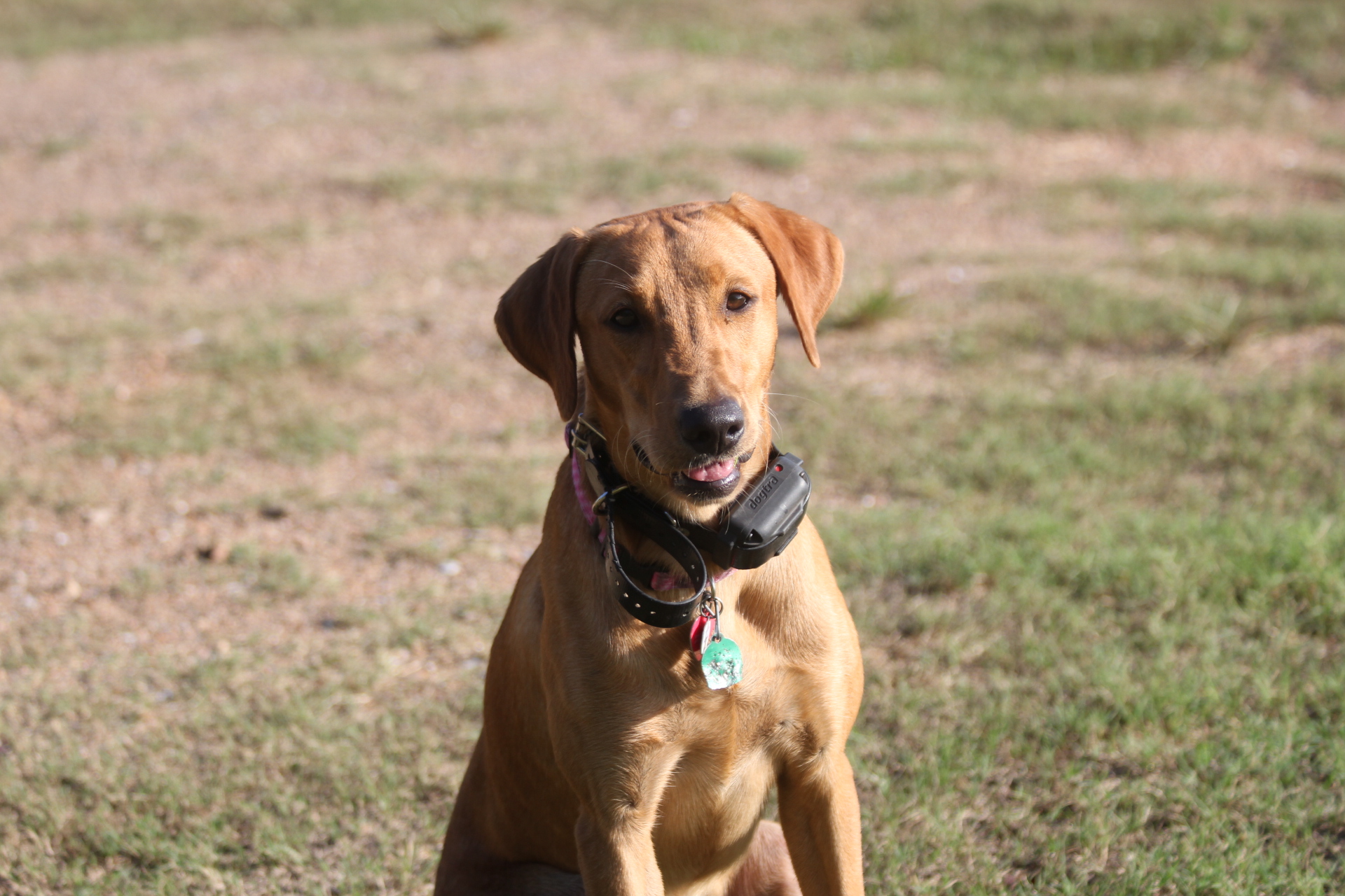 HR Caney Creek's Lady Isla JH | Yellow Labrador Retriver