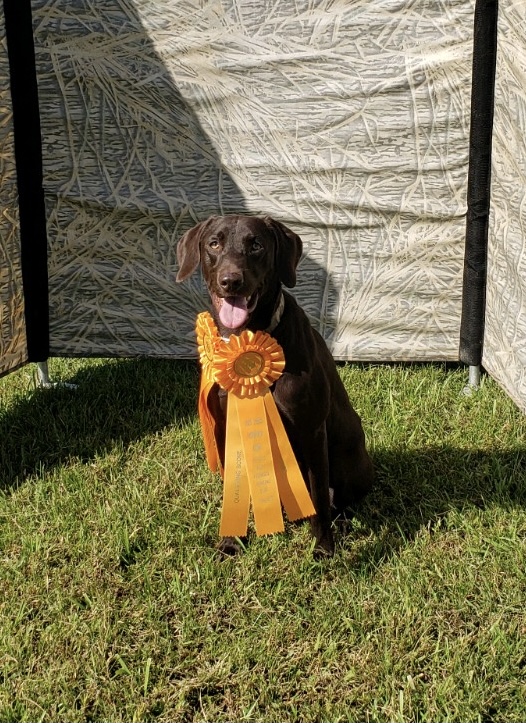 Trig’s Roux From Big Mamou JH | Chocolate Labrador Retriver