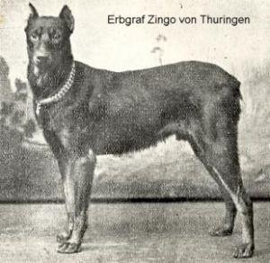 Erbgraf Zingo v. Thüringen | Black Doberman Pinscher