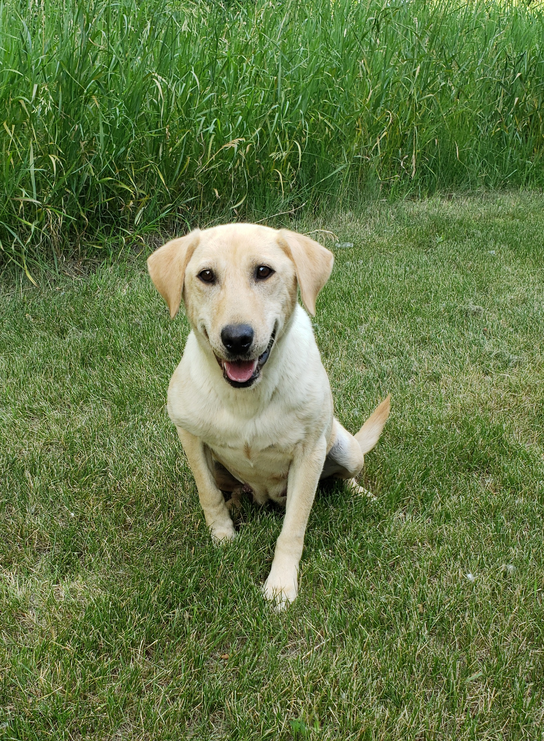 Dakotaridge's Outlaw Josie | Yellow Labrador Retriver