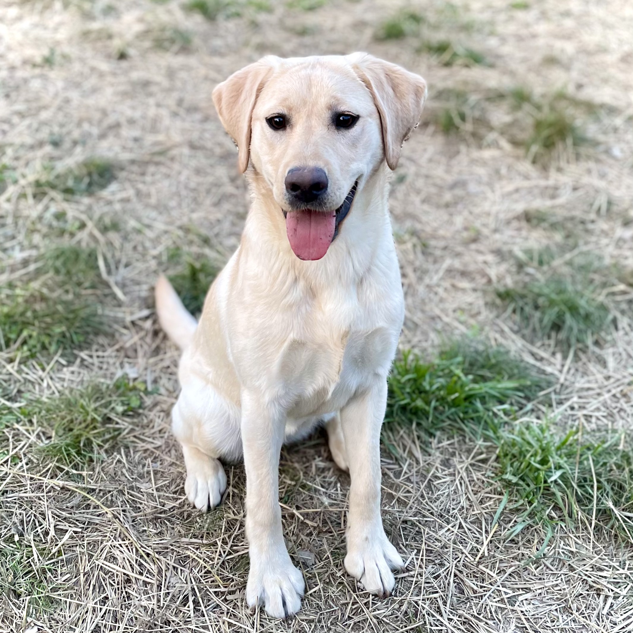 Kaiserk9 Capture This Moment By Kolfyre | Yellow Labrador Retriver