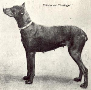 Thinda v. Edenhof | Black Doberman Pinscher