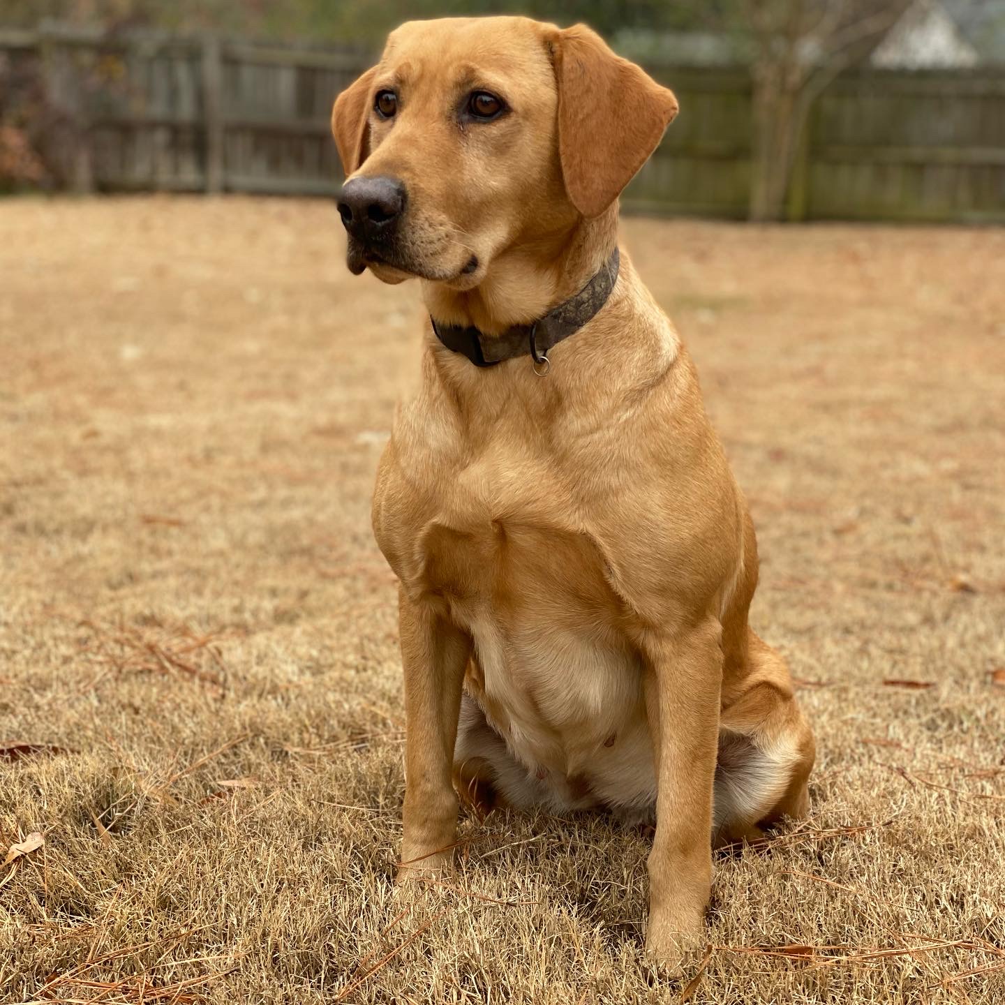 Greenleafs Drop Of Honey | Yellow Labrador Retriver