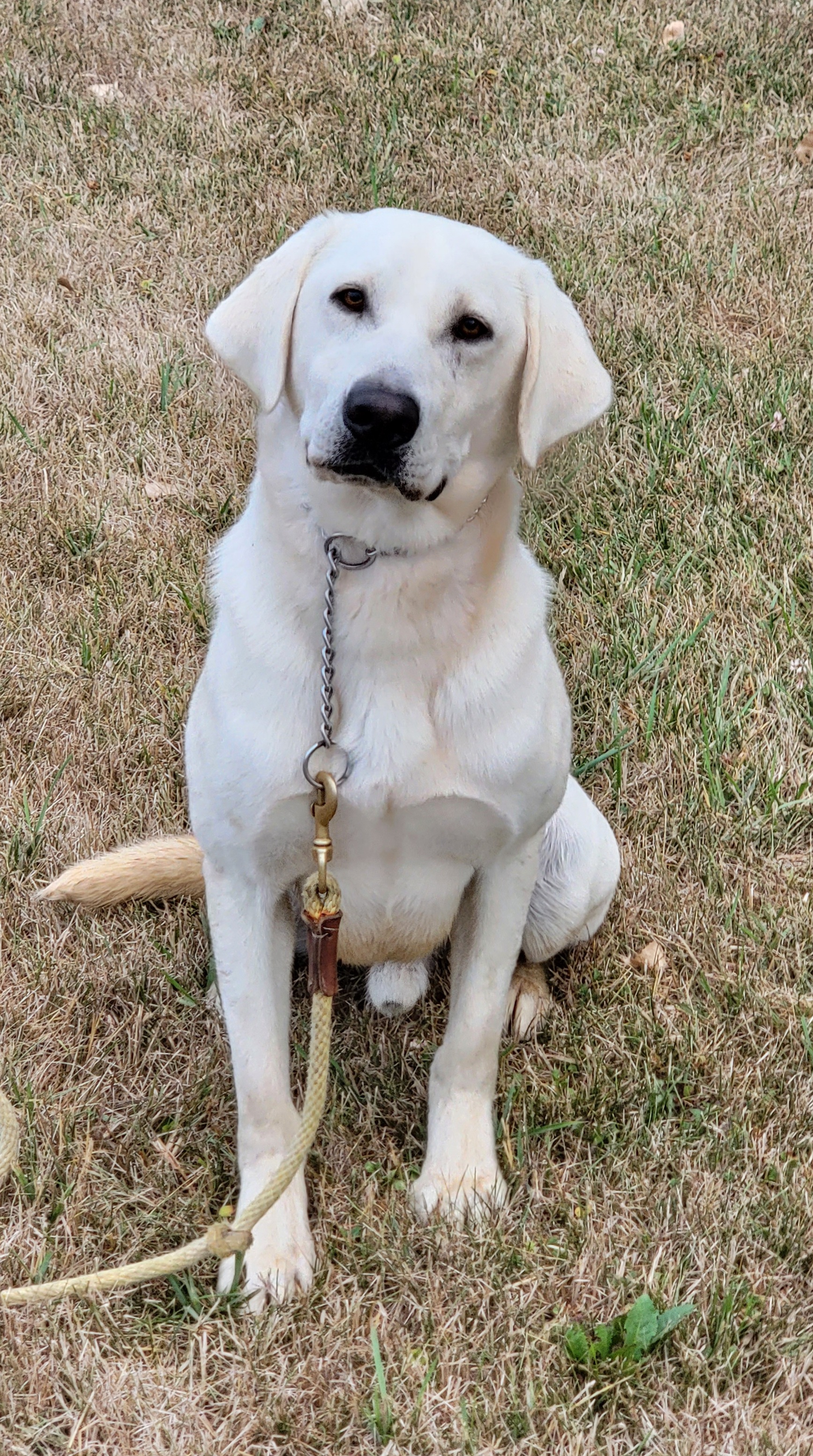 Dakotaridge's Bait On The Hook | Yellow Labrador Retriver