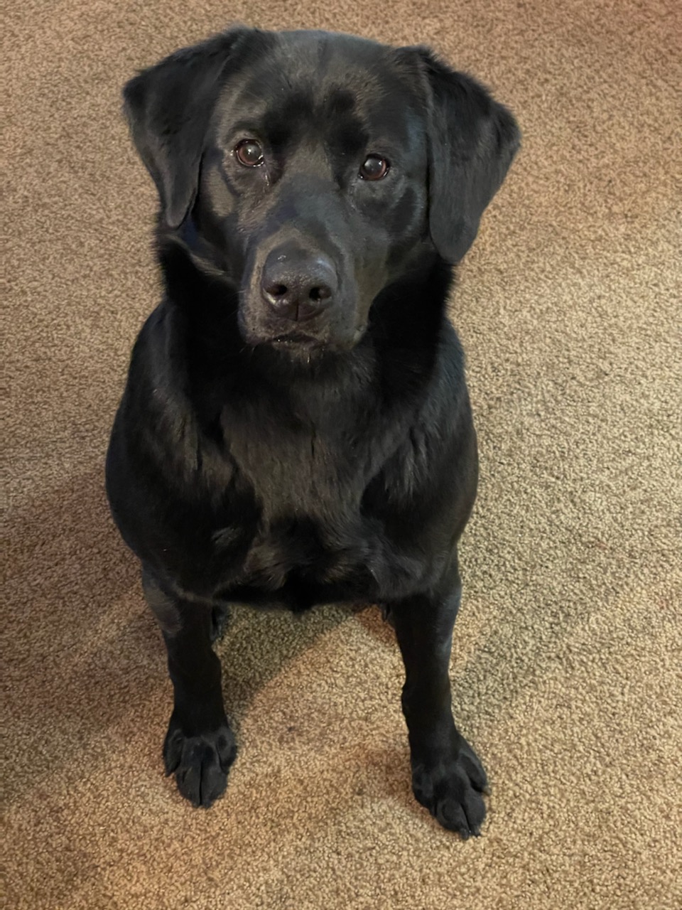 Dakotaridge's Minni Black Beauty | Black Labrador Retriver