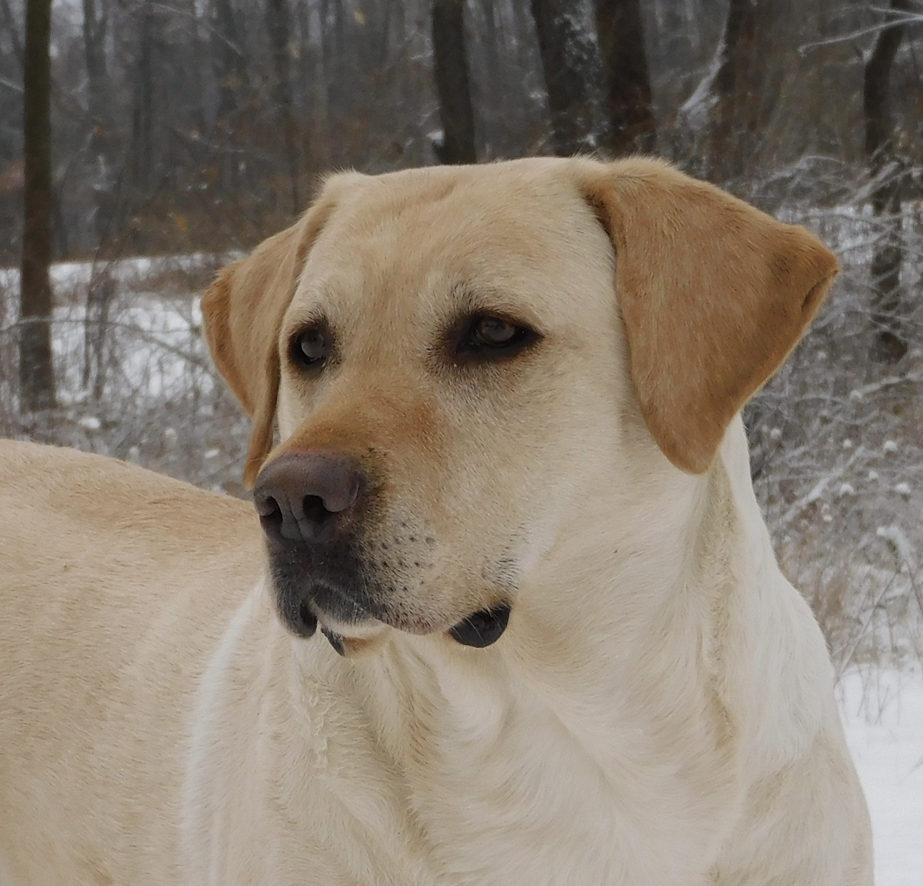 TDCH Jole’s Mississippi Queen TKP | Yellow Labrador Retriver