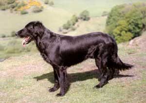 Claverdon Dandy | Flat-Coated Retriever 